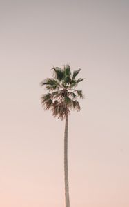 Preview wallpaper palm tree, tree, minimalism, sky