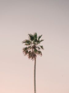 Preview wallpaper palm tree, tree, minimalism, sky
