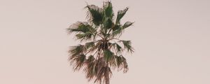 Preview wallpaper palm tree, tree, minimalism, sky