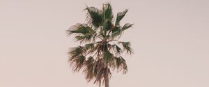 Preview wallpaper palm tree, tree, minimalism, sky