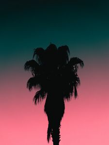 Preview wallpaper palm tree, tree, silhouette, dusk, dark