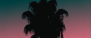 Preview wallpaper palm tree, tree, silhouette, dusk, dark