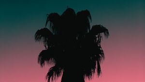 Preview wallpaper palm tree, tree, silhouette, dusk, dark