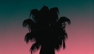 Preview wallpaper palm tree, tree, silhouette, dusk, dark