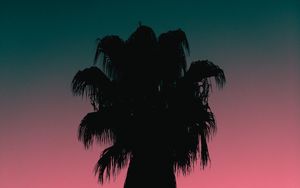 Preview wallpaper palm tree, tree, silhouette, dusk, dark