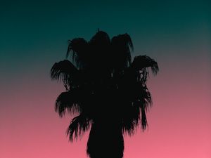 Preview wallpaper palm tree, tree, silhouette, dusk, dark