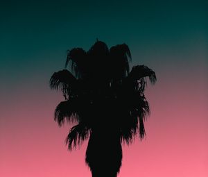 Preview wallpaper palm tree, tree, silhouette, dusk, dark