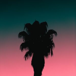 Preview wallpaper palm tree, tree, silhouette, dusk, dark