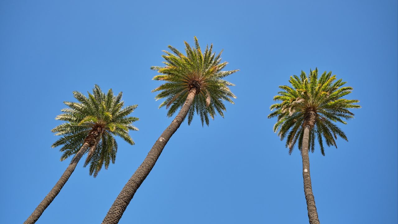 Wallpaper palm tree, tree, sky, bottom view, branches