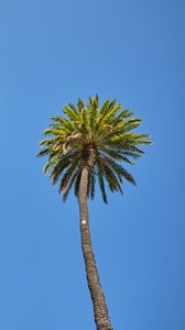 Preview wallpaper palm tree, tree, sky, bottom view, branches
