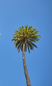 Preview wallpaper palm tree, tree, sky, bottom view, branches