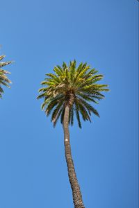 Preview wallpaper palm tree, tree, sky, bottom view, branches