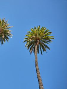 Preview wallpaper palm tree, tree, sky, bottom view, branches