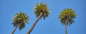 Preview wallpaper palm tree, tree, sky, bottom view, branches