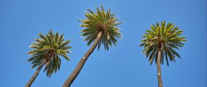 Preview wallpaper palm tree, tree, sky, bottom view, branches