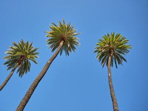 Preview wallpaper palm tree, tree, sky, bottom view, branches