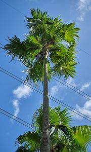 Preview wallpaper palm tree, tree, sky, wire