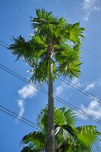 Preview wallpaper palm tree, tree, sky, wire