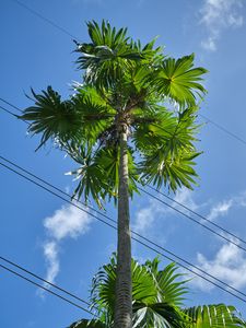 Preview wallpaper palm tree, tree, sky, wire