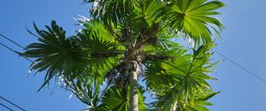 Preview wallpaper palm tree, tree, sky, wire