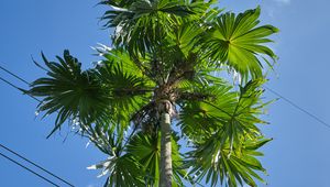 Preview wallpaper palm tree, tree, sky, wire