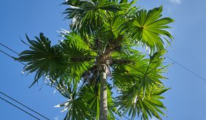 Preview wallpaper palm tree, tree, sky, wire