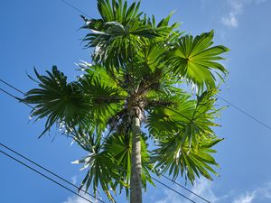 Preview wallpaper palm tree, tree, sky, wire