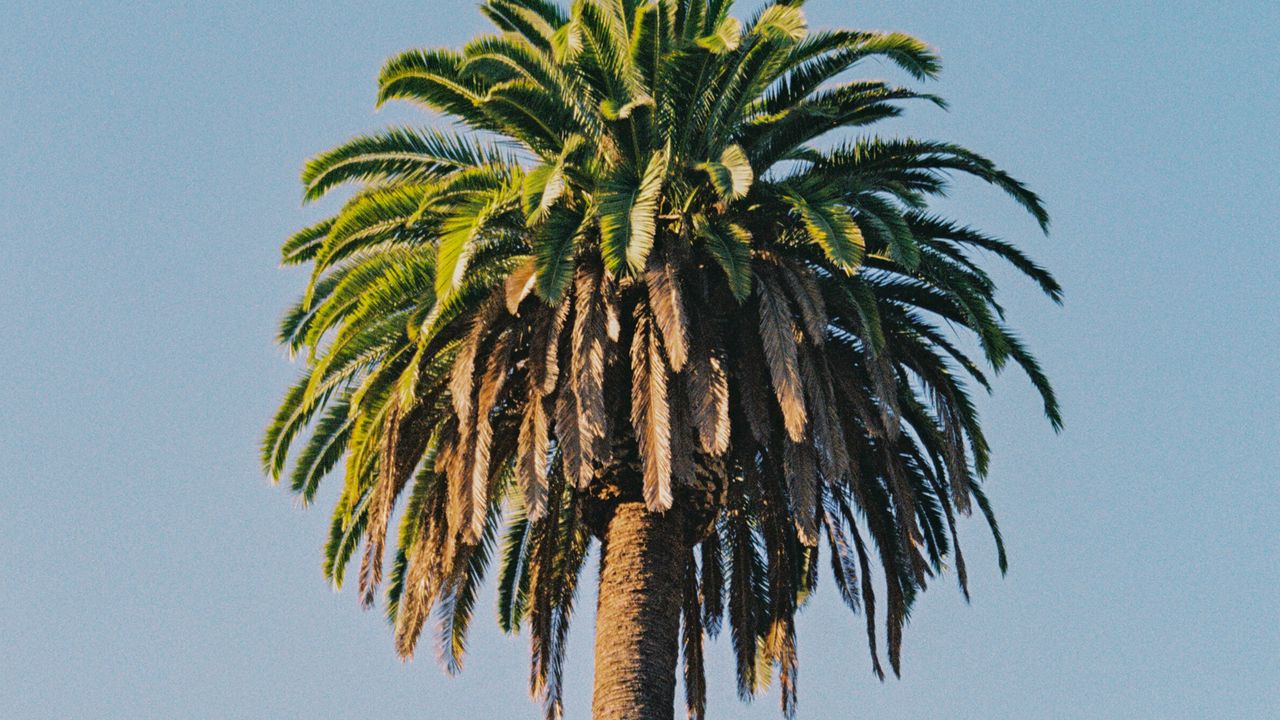 Wallpaper palm tree, tree, sky, plant