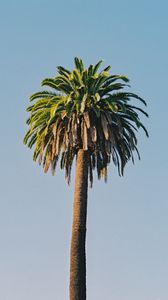 Preview wallpaper palm tree, tree, sky, plant