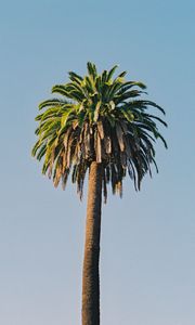 Preview wallpaper palm tree, tree, sky, plant