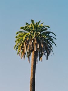 Preview wallpaper palm tree, tree, sky, plant