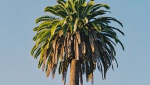 Preview wallpaper palm tree, tree, sky, plant