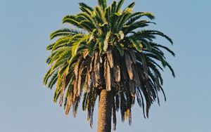 Preview wallpaper palm tree, tree, sky, plant