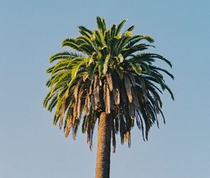Preview wallpaper palm tree, tree, sky, plant