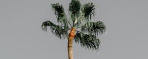 Preview wallpaper palm tree, tree, sky, nature, minimalism