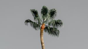 Preview wallpaper palm tree, tree, sky, nature, minimalism