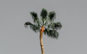 Preview wallpaper palm tree, tree, sky, nature, minimalism