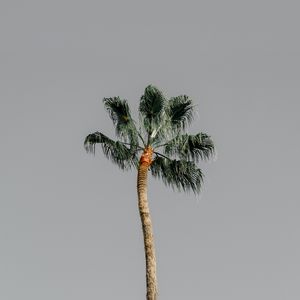 Preview wallpaper palm tree, tree, sky, nature, minimalism