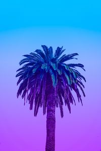 Preview wallpaper palm tree, tree, sky, gradient, minimalism