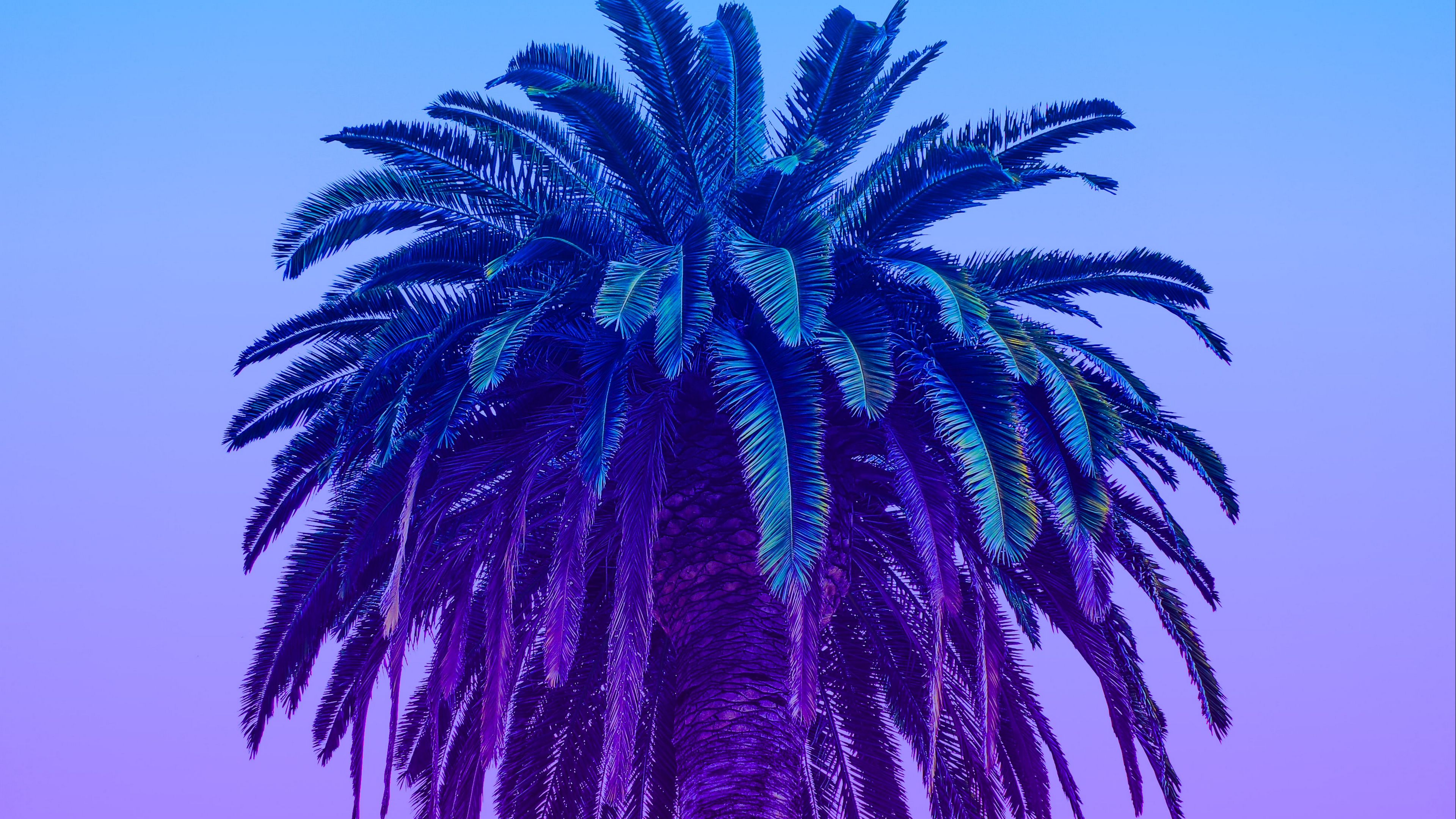 Download Wallpaper 3840x2160 Palm Tree Tree Sky Gradient Minimalism
