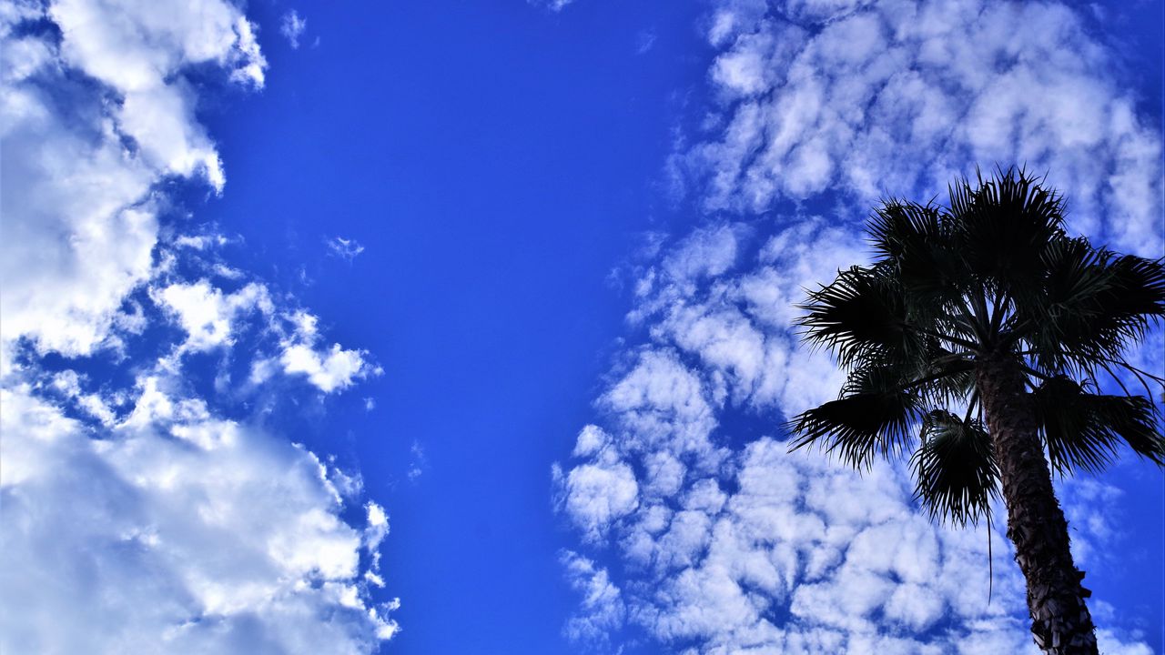 Wallpaper palm tree, tree, sky, clouds, summer