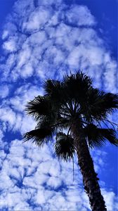 Preview wallpaper palm tree, tree, sky, clouds, summer