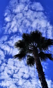 Preview wallpaper palm tree, tree, sky, clouds, summer