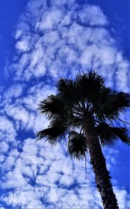 Preview wallpaper palm tree, tree, sky, clouds, summer