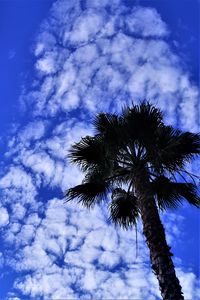 Preview wallpaper palm tree, tree, sky, clouds, summer