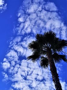 Preview wallpaper palm tree, tree, sky, clouds, summer