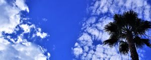 Preview wallpaper palm tree, tree, sky, clouds, summer