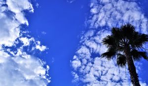 Preview wallpaper palm tree, tree, sky, clouds, summer