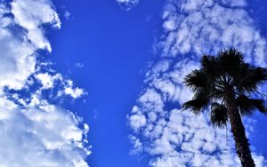 Preview wallpaper palm tree, tree, sky, clouds, summer