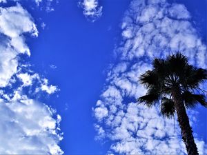 Preview wallpaper palm tree, tree, sky, clouds, summer